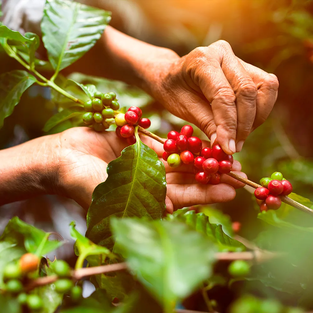 Manos cosechando cereza de café maduro en una finca mexicana
